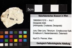 Foto (Objket + Etiketten) von Decapoda indet. 